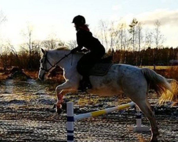 horse Cordessa (German Riding Pony, 2003, from Mon Beck)