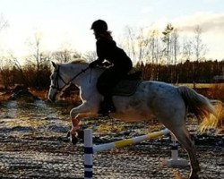 horse Cordessa (German Riding Pony, 2003, from Mon Beck)