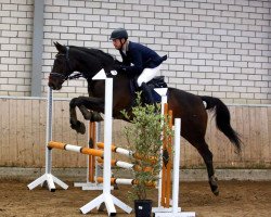 dressage horse Sammy de Luxe 7 (Rhinelander, 2001, from Saint Tropez)