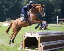 horse Avanti Ibisca (Trakehner, 2015, from Ibisco xx)