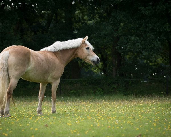 dressage horse Nour (unknown, 2009)