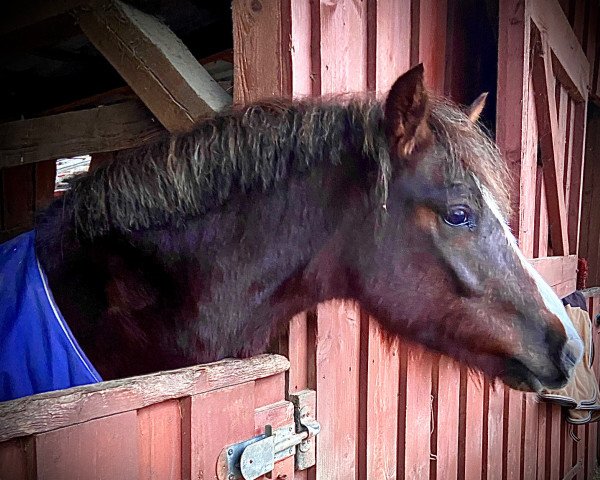 Pferd Hadeln‘s Sir Oliver (Welsh Pony (Sek.B), 2019, von Wildzang's Sunstar)