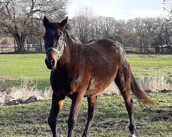 broodmare Glorya (Little German Riding Horse, 2001, from Henryk)