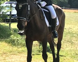 dressage horse Feine Melodie (unknown,  )