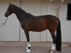 dressage horse Sesan 3 (Oldenburg, 2015, from Sir Heinrich OLD)