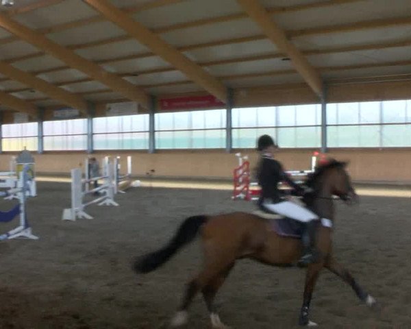 Reitturnier Polzow 2017