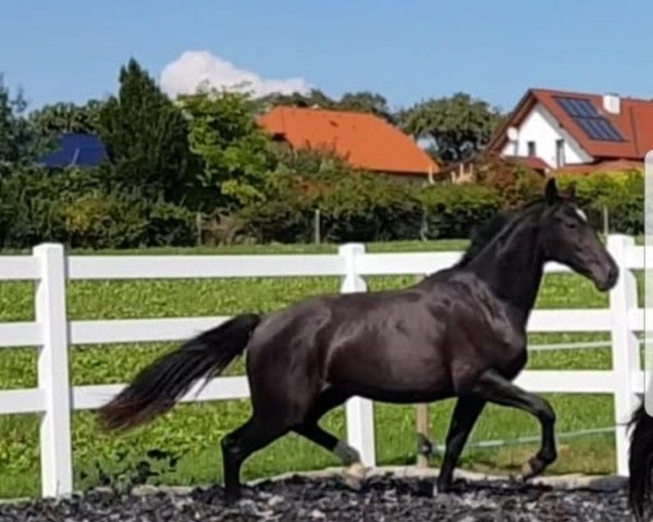 Zuchtstute Josephine Noir (Österreichisches Warmblut, 2016, von Goldberg 15)