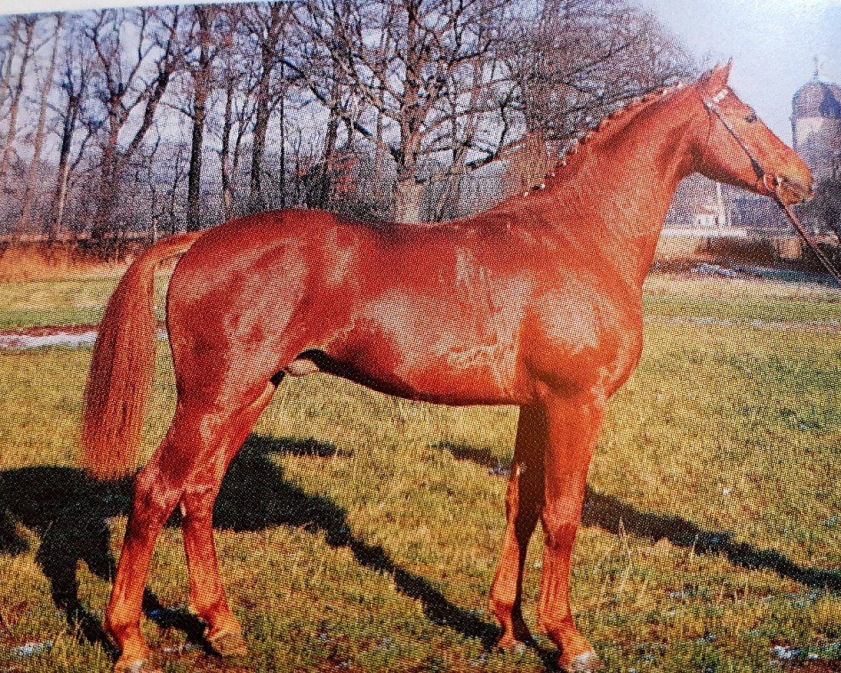 Deckhengst Eskadron (Hannoveraner, 1991, von Espri)