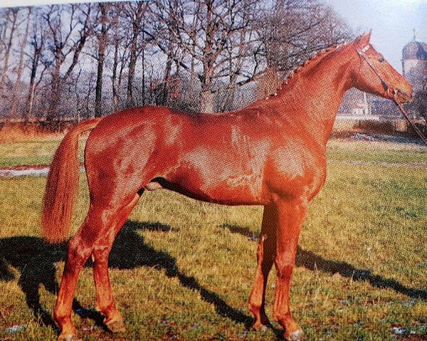 stallion Eskadron (Hanoverian, 1991, from Espri)