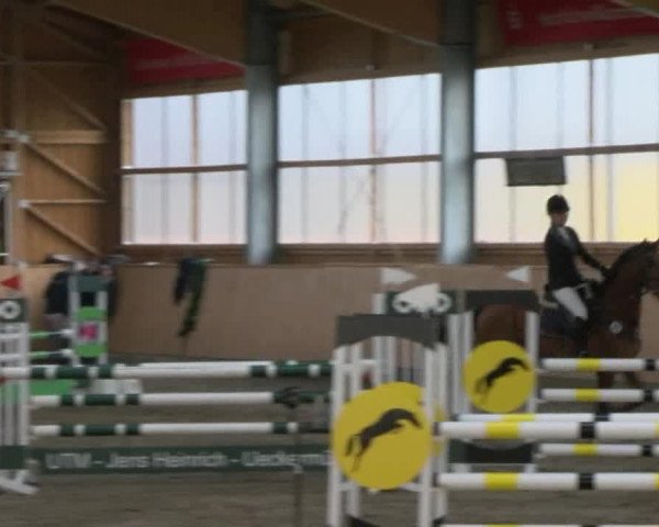 Reitturnier Polzow 2017