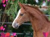 dressage horse Sir Hugo ANW (Westphalian, 2018, from Sir Heinrich OLD)