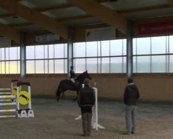 Reitturnier Polzow 2017