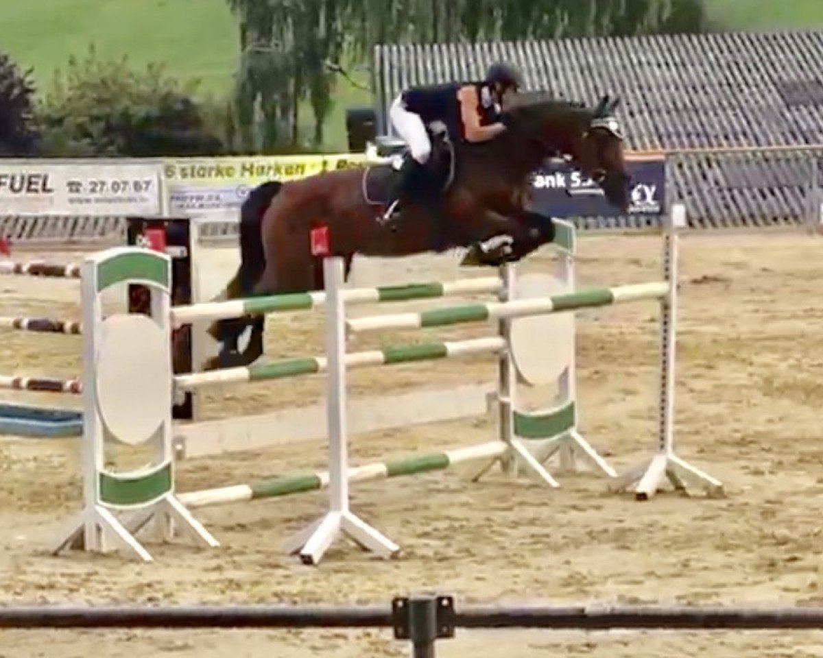 Springpferd Battimone Lalan 3 (KWPN (Niederländisches Warmblut), 2006)
