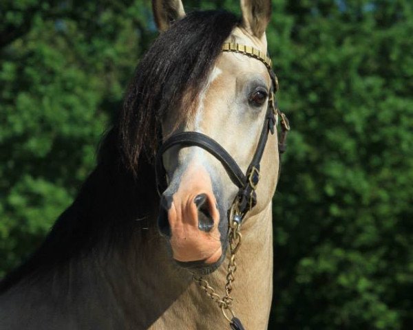 stallion Horeb JD (Welsh-Cob (Sek. D), 2009, from Trevallion Jumping Jack Flash)