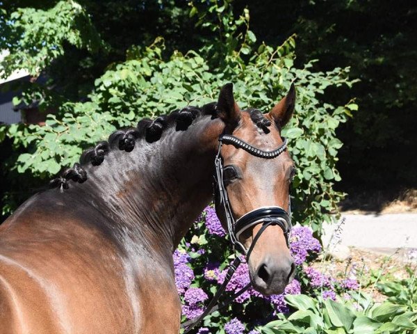 broodmare Wild Flower (Oldenburg, 2005, from Rubin Royal OLD)