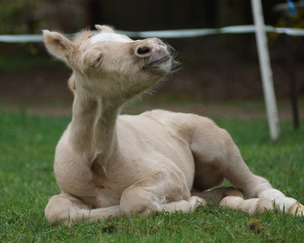 broodmare Milli Vanilli (German Riding Pony, 2018, from Soel'rings Cuvee)