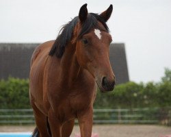 dressage horse Fiffikus (German Riding Pony, 2017, from Future Dream)