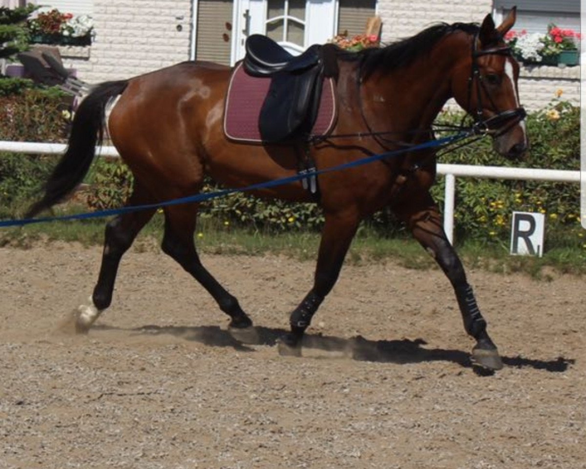 eventing horse Dynamic Bolt (Oldenburg, 2012, from D'Olympic)