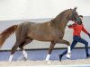 dressage horse Feliciano (Westphalian, 2018, from First Selection)