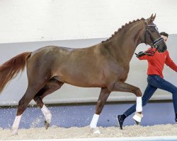 dressage horse Feliciano (Westfale, 2018, from First Selection)