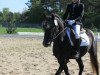 dressage horse Wembley 253 (German Riding Pony, 2014, from Wengelo's Nelson)