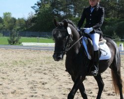 dressage horse Wembley 253 (German Riding Pony, 2014, from Wengelo's Nelson)