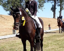 dressage horse Quantanamera 12 (German Sport Horse, 2009, from Quaterback)