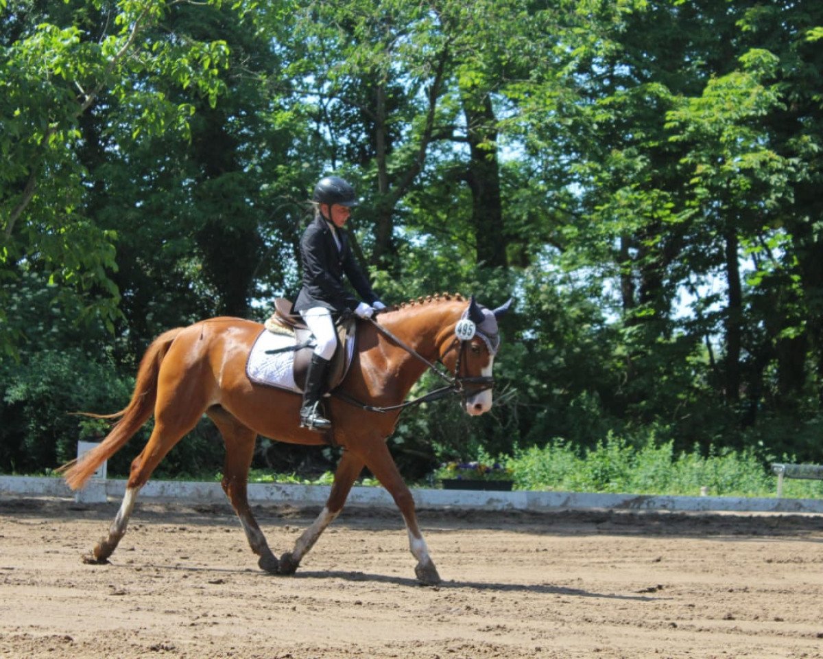 broodmare Scarlett 706 (German Riding Pony, 2005, from Merlin)