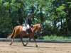 broodmare Scarlett 706 (German Riding Pony, 2005, from Merlin)