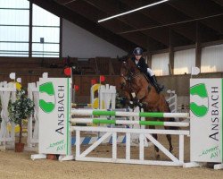 jumper Nicky Nightmare (German Riding Pony, 2009, from Nibelungenheld)