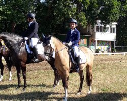 Dressurpferd Golden Merlin 4 (Deutsches Reitpony, 2013, von Golden Dream R)