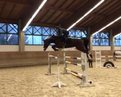 broodmare Lady Balou (Oldenburg show jumper, 2005, from Balou du Rouet)