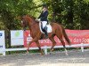 dressage horse Quentin 117 (Rhinelander, 2011, from Quaterback)