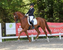 dressage horse Quentin 117 (Rhinelander, 2011, from Quaterback)