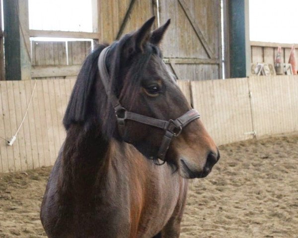 jumper MP Trixi (German Riding Pony, 2014, from MP Nina's Boy)