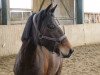 jumper MP Trixi (German Riding Pony, 2014, from MP Nina's Boy)