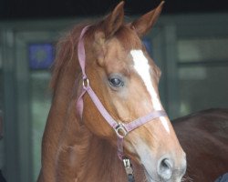 broodmare Lillifee 33 (Hanoverian, 2006, from Londonderry)