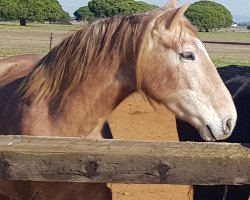 broodmare Orgulossa Cxcvii (Pura Raza Espanola (PRE), 2013)