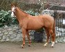 stallion Racket-K van't Kattenheye (Belgian Warmblood, 2017, from Kraque Boom)