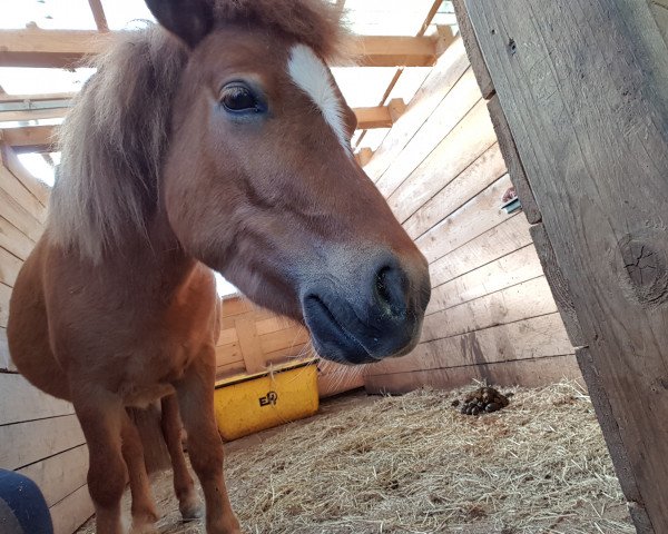 Zuchtstute Lotti (Shetland Pony, 2014)