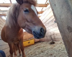 Pferd Lotti (Shetland Pony, 2014)