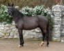 Deckhengst Manhattan's Highlight (Deutsches Reitpony, 2017, von Manhatten Love Story)