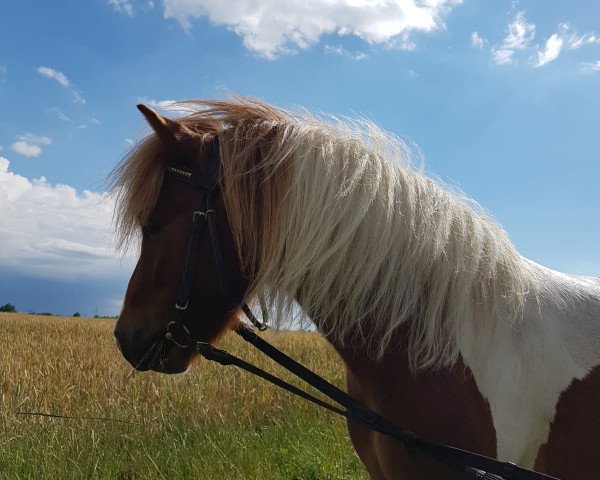 Pferd Bodoni (Shetland Pony, 2014, von Benston Fergus)