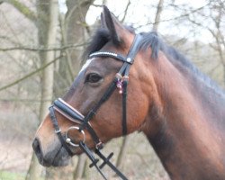 horse Nemo (New Forest Pony, 2005, from Nordlicht)