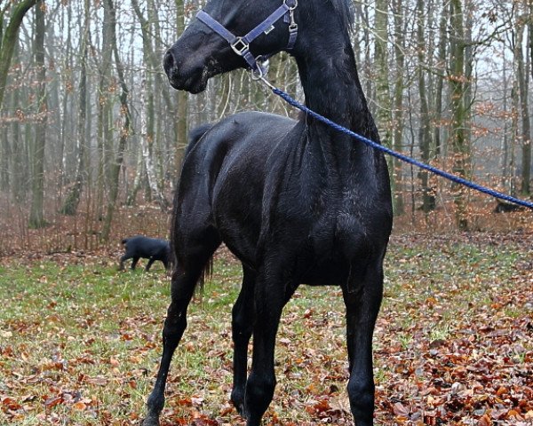 dressage horse Belle Epoque (Oldenburg, 2017, from Everdale)