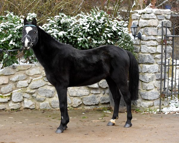 stallion Grisu N (Welsh-Pony (Section B), 1998, from Moorkieker Gawain)