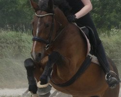 dressage horse Libertyna (Holsteiner, 2005, from Landos)