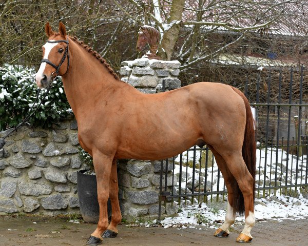 stallion For Success (Hanoverian, 2004, from For Pleasure)