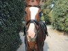 dressage horse Wesley's Princess (Hanoverian, 2000, from Wesley)