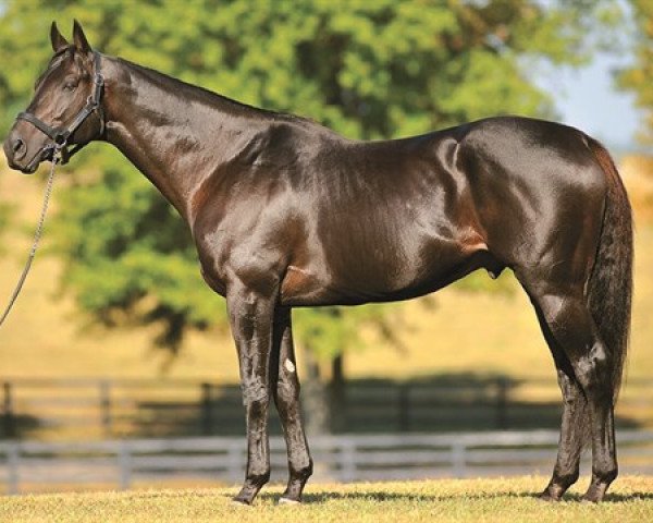 stallion Midnight Lute xx (Thoroughbred, 2003, from Real Quiet xx)